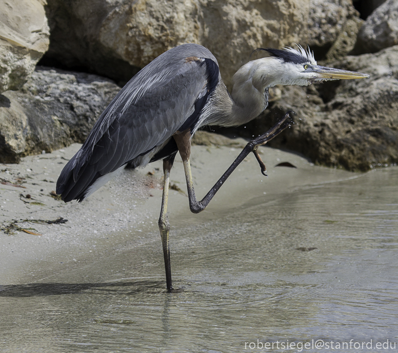 great blue